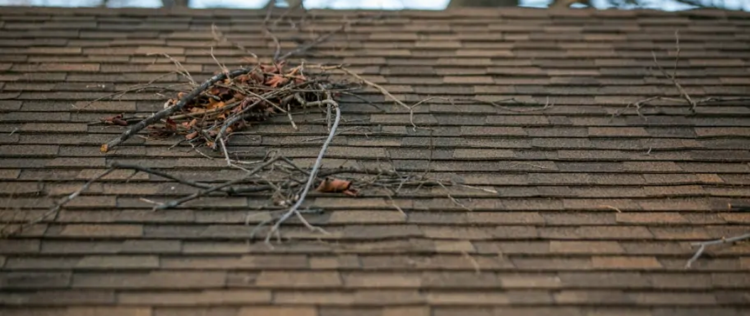 5 Fall Roof Maintenance Tips for Homeowners